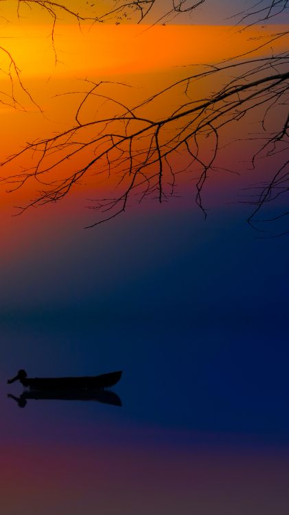 气氛, 余辉, 自然景观, 树枝, 阳光 壁纸 1898x3375 允许