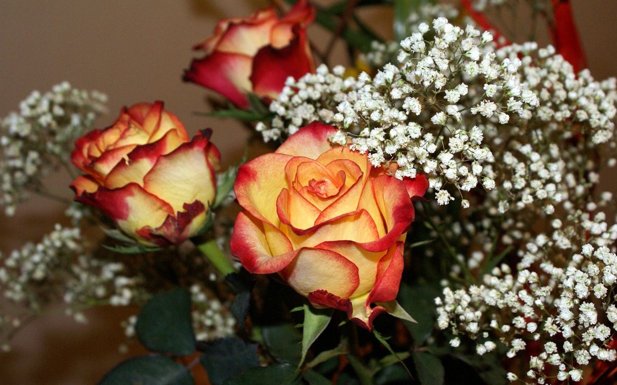 yellow and red rose in bloom