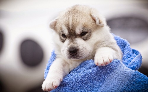 Image white and brown puppy on blue textile