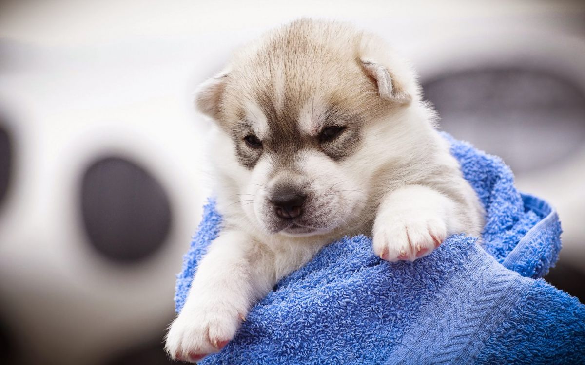 White and Brown Puppy on Blue Textile. Wallpaper in 2160x1350 Resolution