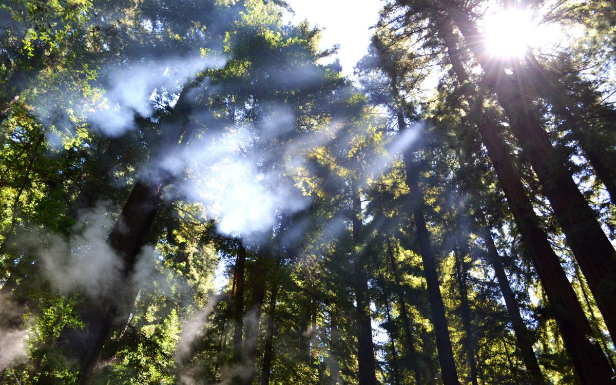 green trees under white clouds during daytime