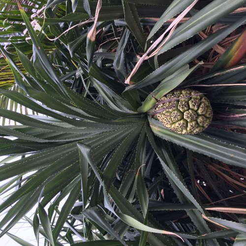 Image leaf, plant stem, science, biology, daytime