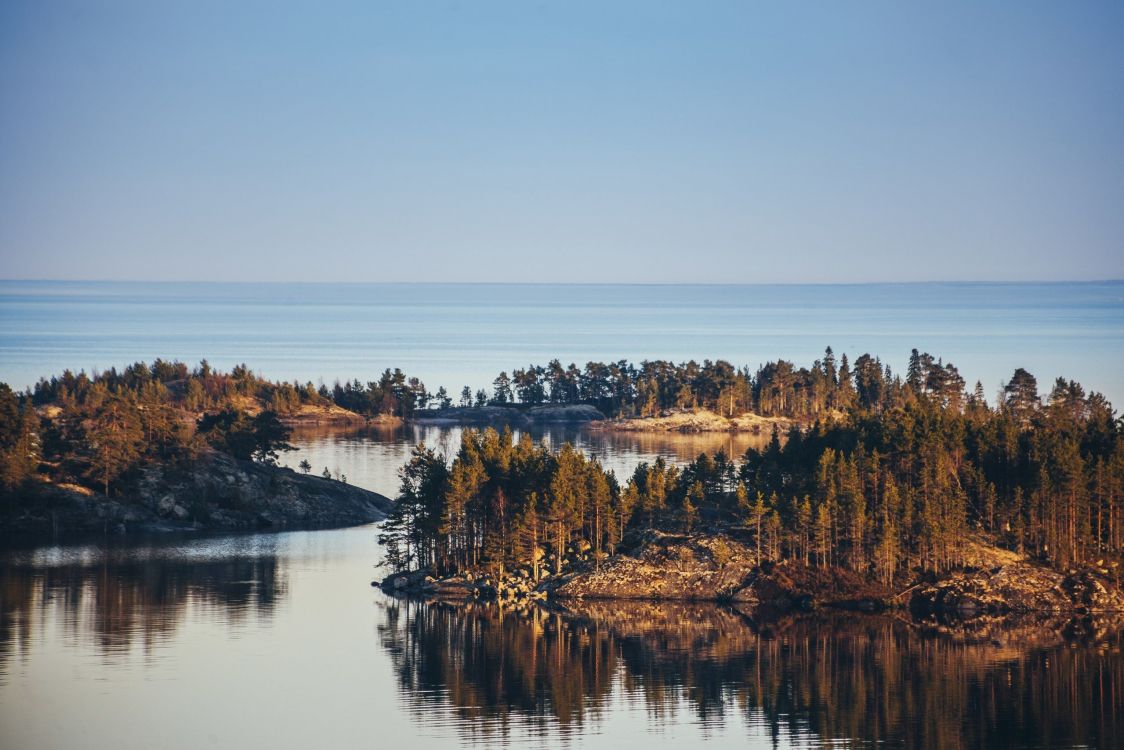 brown trees near body of water during daytime