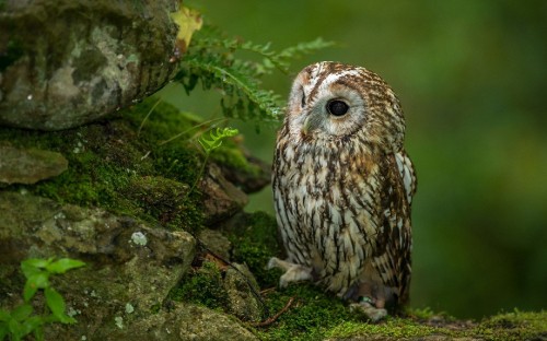 Image brown and white owl on green moss