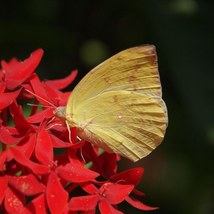 Yellow Butterfly Perched on Red Flower in Close up Photography During Daytime. Wallpaper in 2780x2780 Resolution