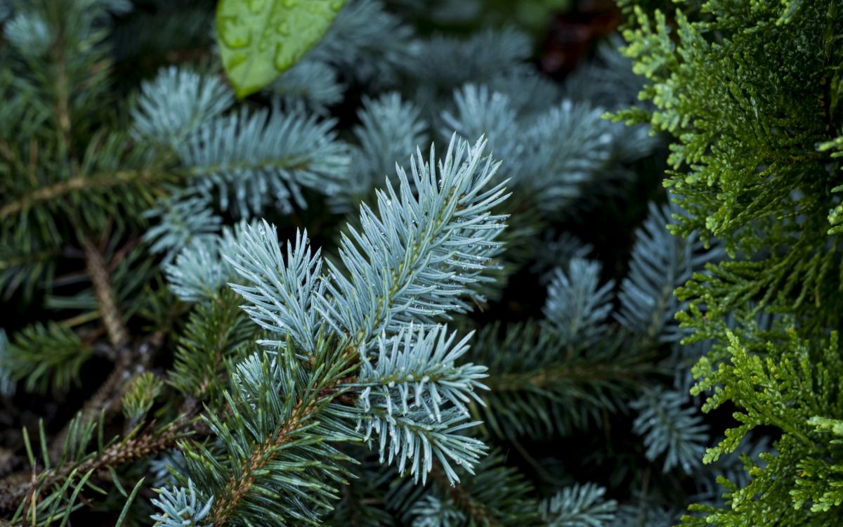 Feuille Verte Sur Neige Blanche. Wallpaper in 2560x1600 Resolution