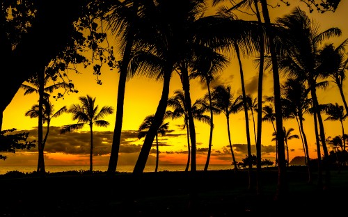 Image silhouette of coconut palm trees during sunset