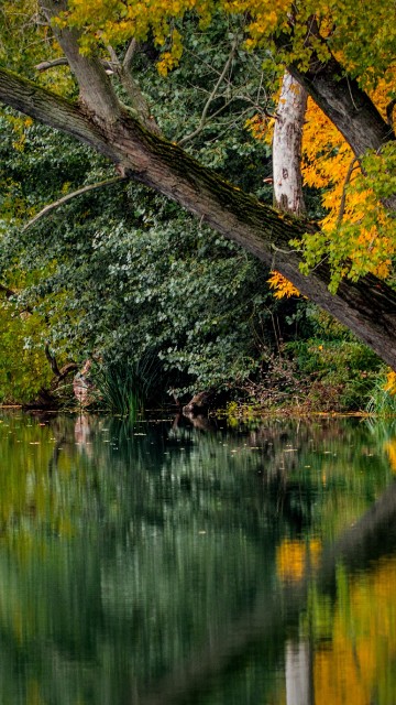 Image brown and green trees beside body of water during daytime