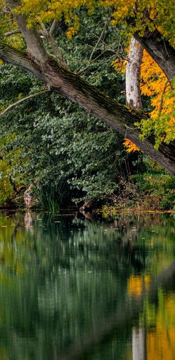 Image brown and green trees beside body of water during daytime