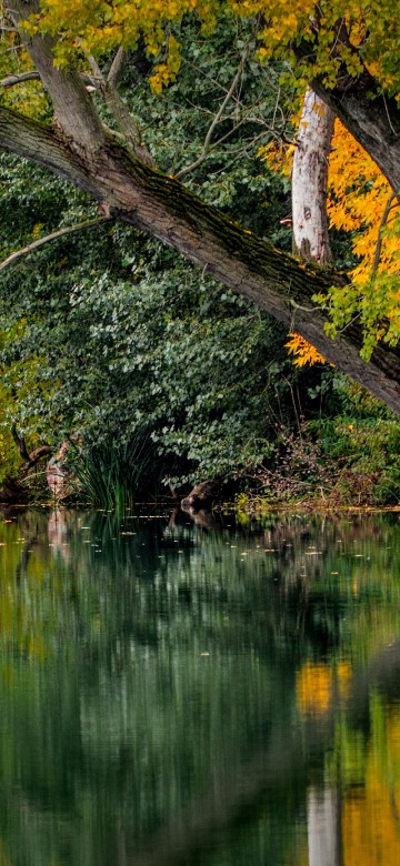 Image brown and green trees beside body of water during daytime