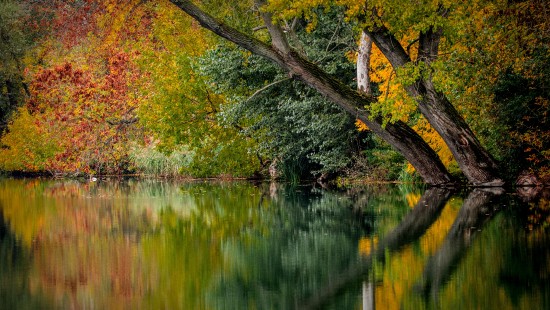 Image brown and green trees beside body of water during daytime