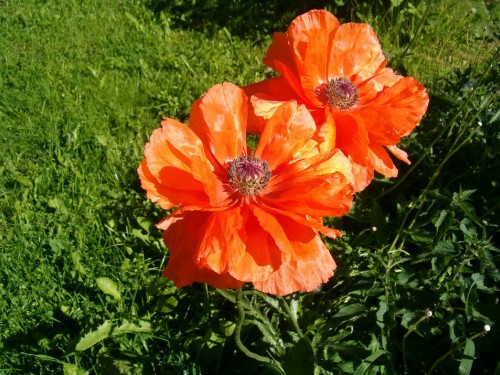 Image orange flower on green grass field