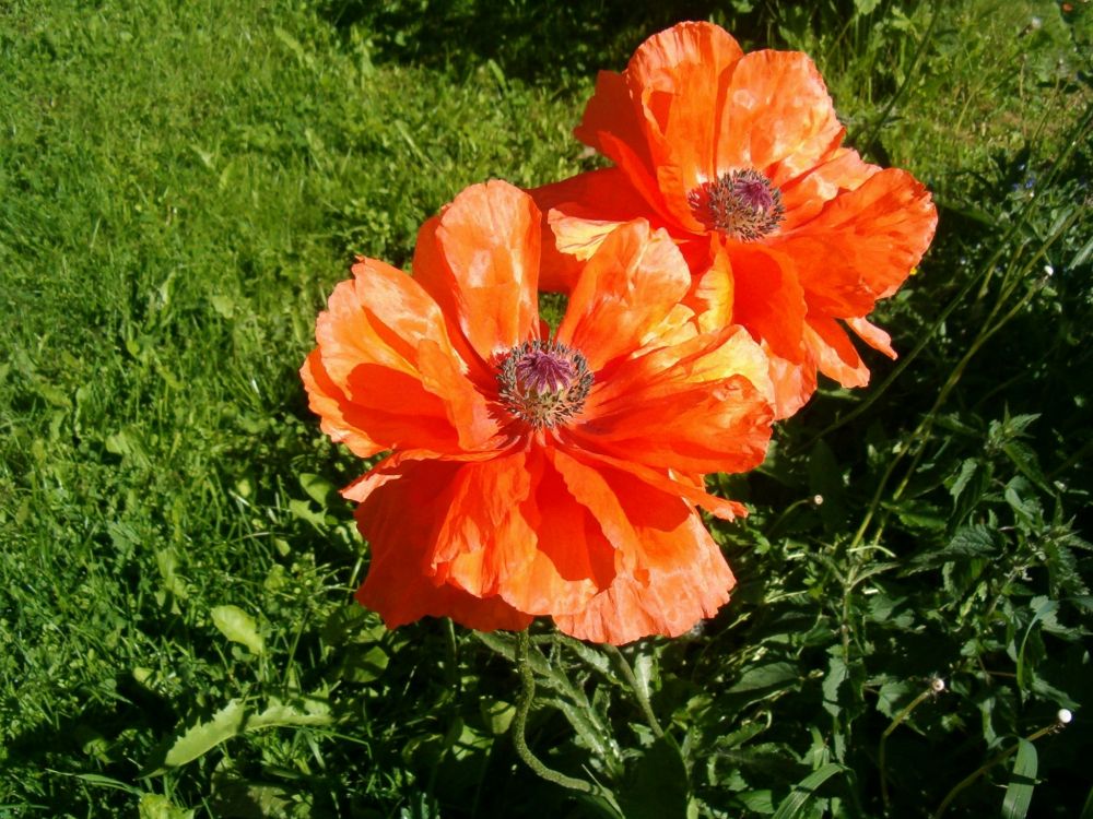 orange flower on green grass field