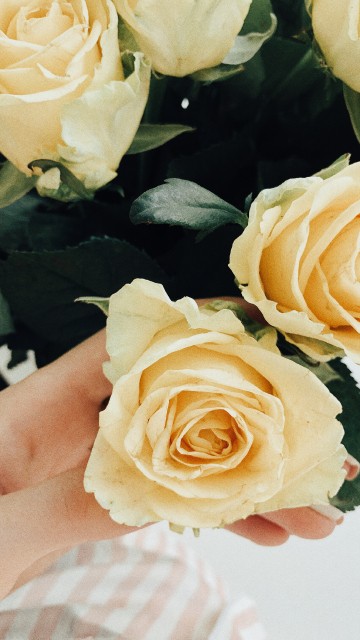 Image garden roses, floral design, cut flowers, wedding, cabbage rose