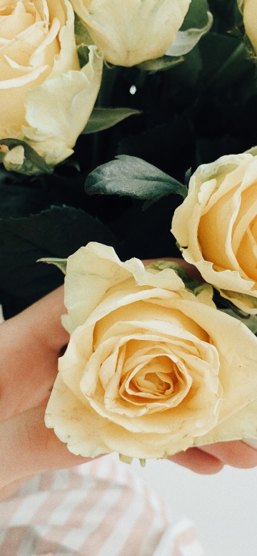 Image garden roses, floral design, cut flowers, wedding, cabbage rose