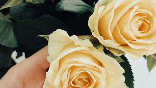 Image garden roses, floral design, cut flowers, wedding, cabbage rose