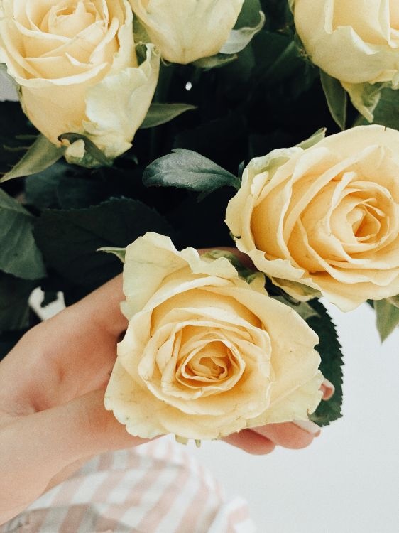 Garten Rosen, Blumenmuster, Schnittblumen, Kohl Rose, Rose Familie. Wallpaper in 3025x4032 Resolution