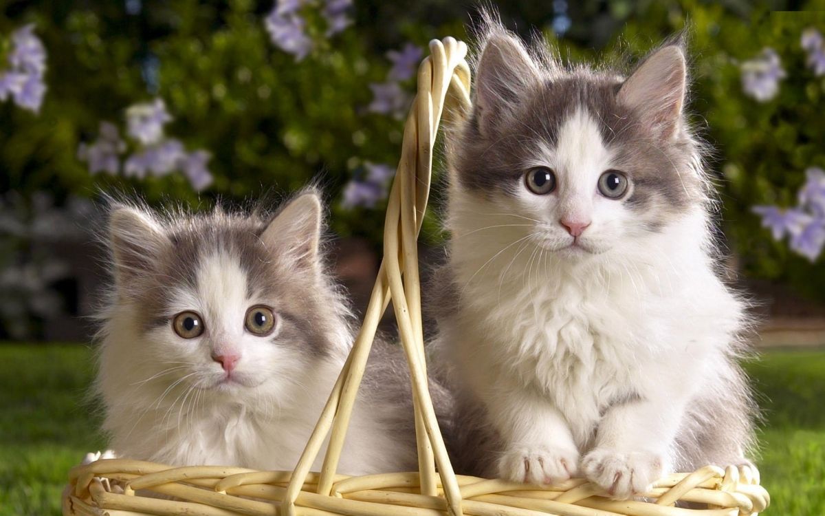 white and black cat on brown woven basket