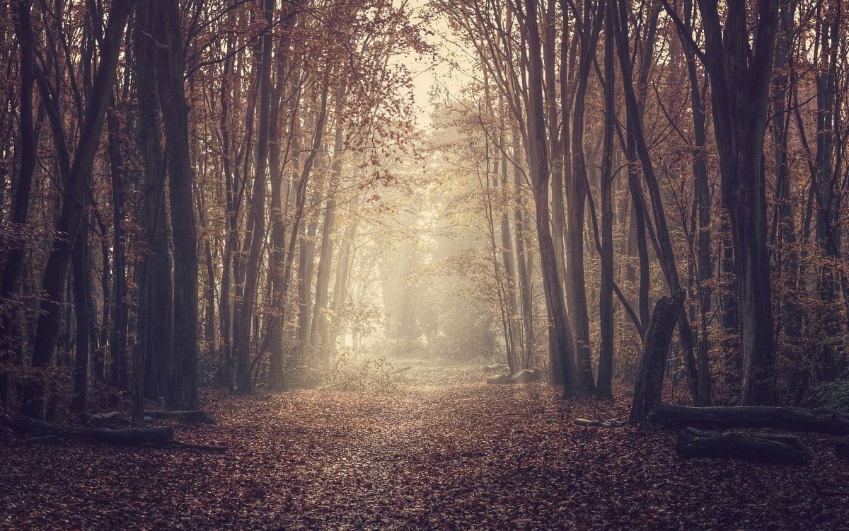 brown trees on brown leaves during daytime