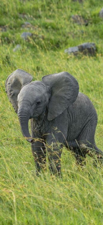 Éléphants D'Afrique, Plante de la Communauté, L'écorégion, L'éléphant D'afrique, Les Éléphants et Les Mammouths. Wallpaper in 1080x2340 Resolution
