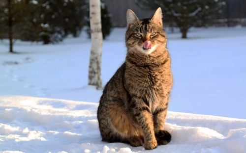 Image brown tabby cat on snow covered ground during daytime