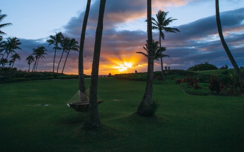 Image green palm tree during sunset