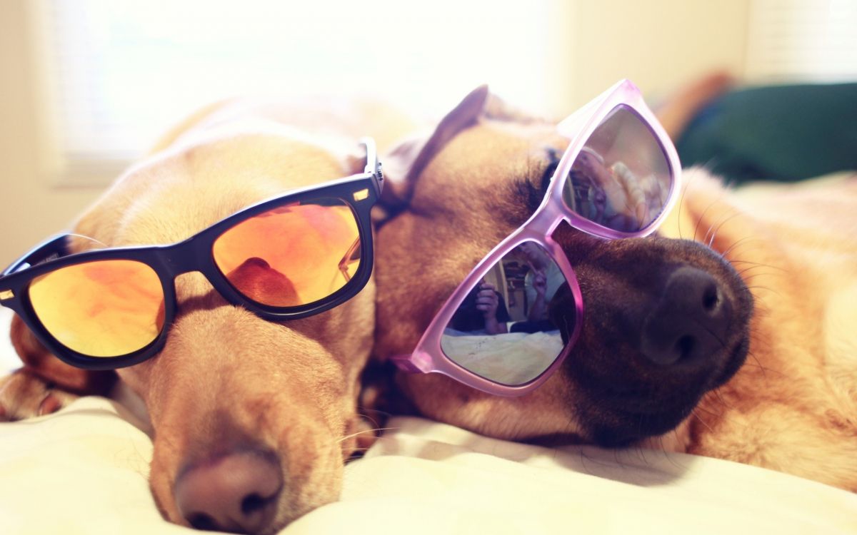 brown short coated dog wearing blue framed sunglasses