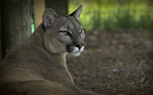 Image brown and white lioness on brown soil