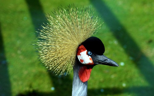 Image black and yellow bird on green grass