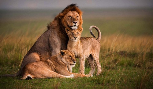 Image lion and lioness on brown grass field during daytime