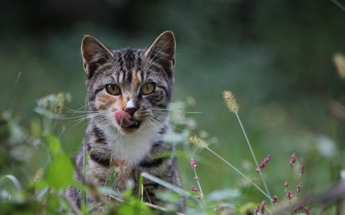 Image silver tabby cat on green grass during daytime