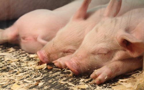 Image pig lying on ground during daytime