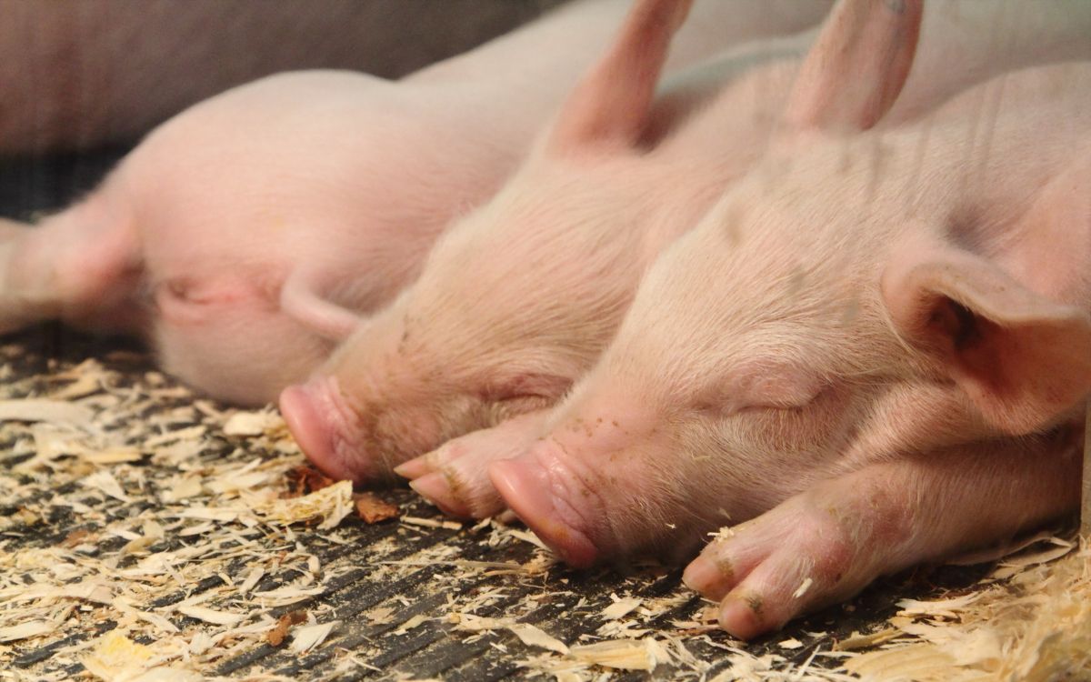 pig lying on ground during daytime