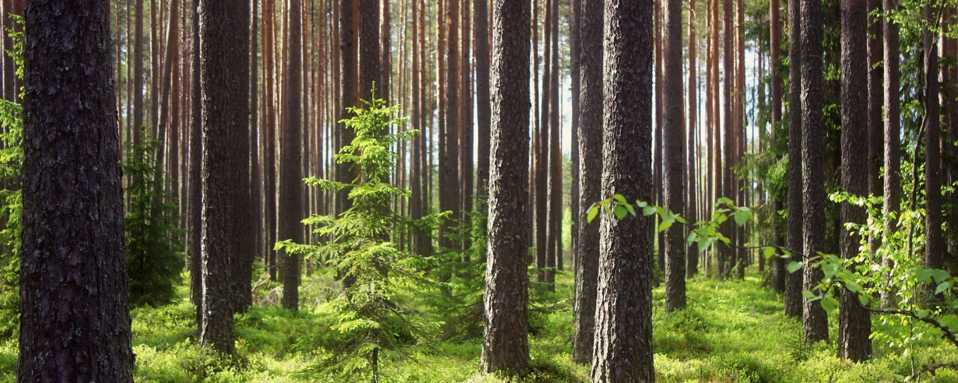 green trees on green grass field during daytime