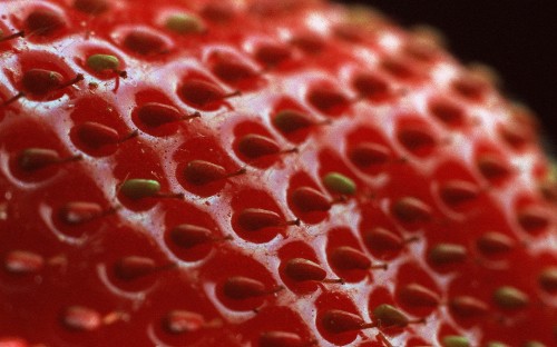 Image red strawberries in close up photography