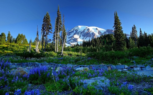 Image green pine trees near snow covered mountain during daytime