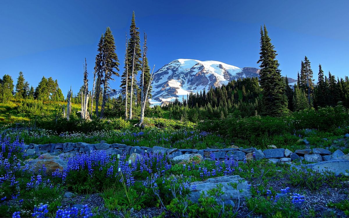 green pine trees near snow covered mountain during daytime