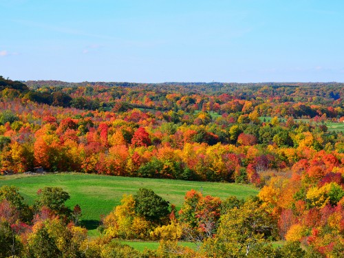 Image green and brown trees under blue sky during daytime