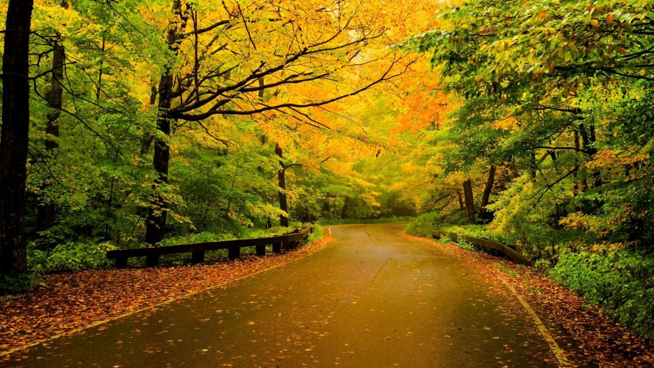 Sentier Brun Entre Les Arbres Verts Pendant la Journée. Wallpaper in 3840x2160 Resolution