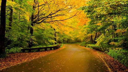 Image brown pathway between green trees during daytime