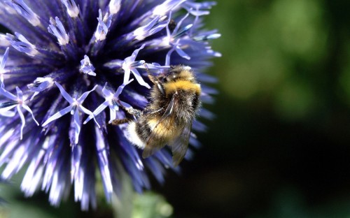 Image black and yellow bee on purple flower