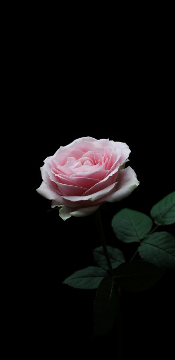 Image pink rose in bloom with black background