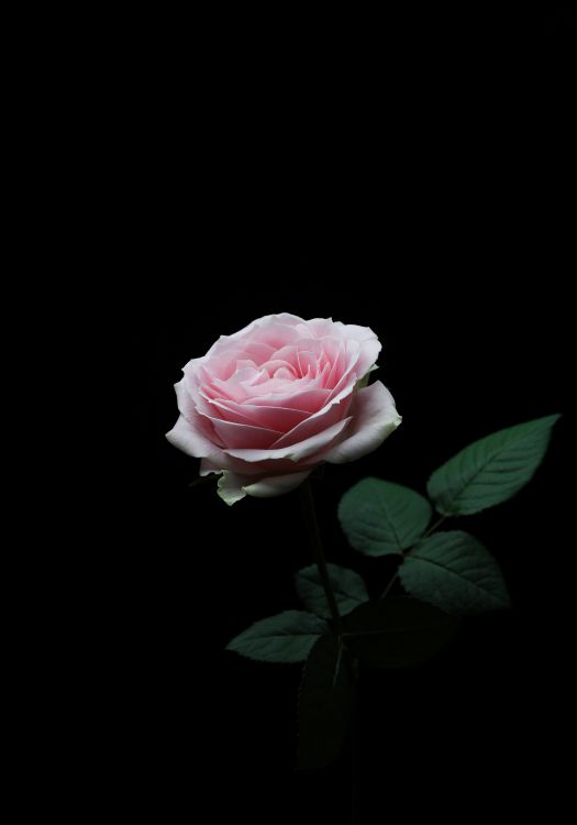 Pink Rose in Bloom With Black Background. Wallpaper in 5735x8192 Resolution