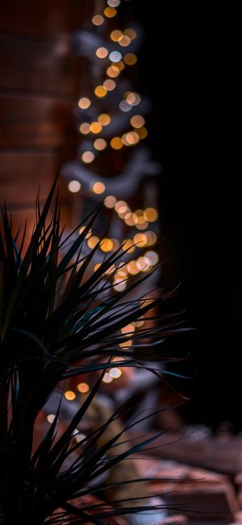 Flora, Zweig, Holz, Kurzkehlkiefer, Immergrün. Wallpaper in 1797x3889 Resolution