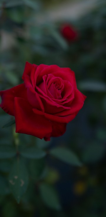 Image red rose in bloom during daytime