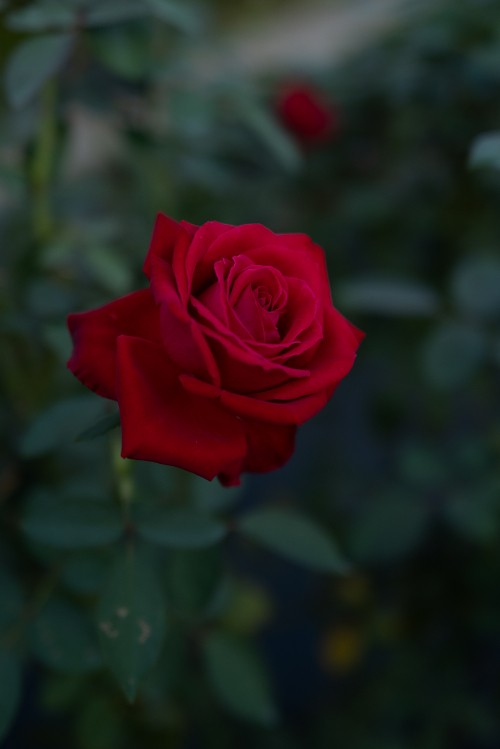 Image red rose in bloom during daytime