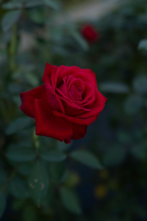 Rote Rose Blüht Tagsüber. Wallpaper in 3355x5027 Resolution