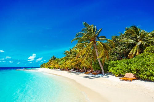 Image palm tree on beach shore during daytime