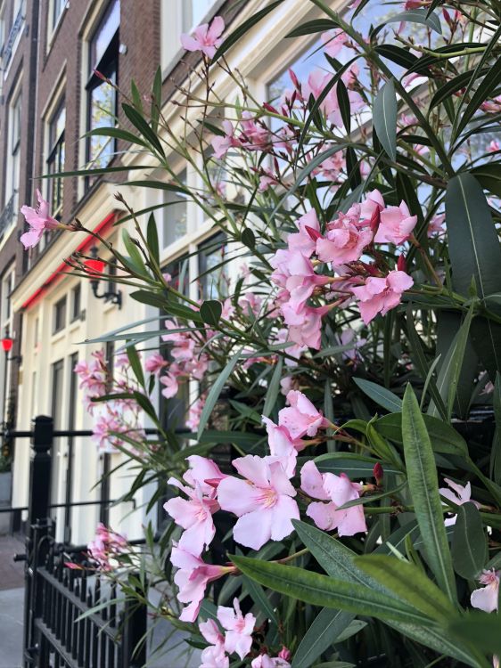 菌群, 显花植物, 年度工厂, 科学, 街区 壁纸 1536x2048 允许