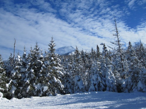 Image snow covered trees and mountains during daytime